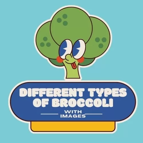 13 Different Types Of Broccoli With Images