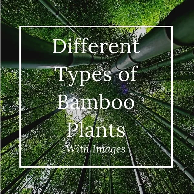 Types of Bamboo Plants