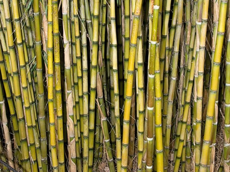 Types of Bamboo Plants
