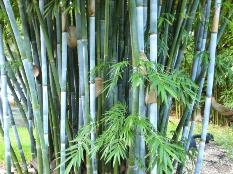 Blue timber bamboo