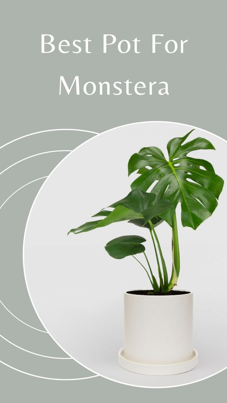 6 Best Pot For Monstera