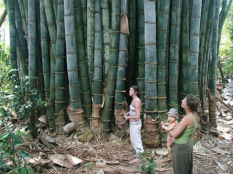 Giant bamboo