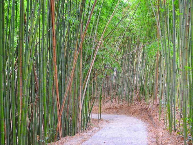 Japanese timber bamboo