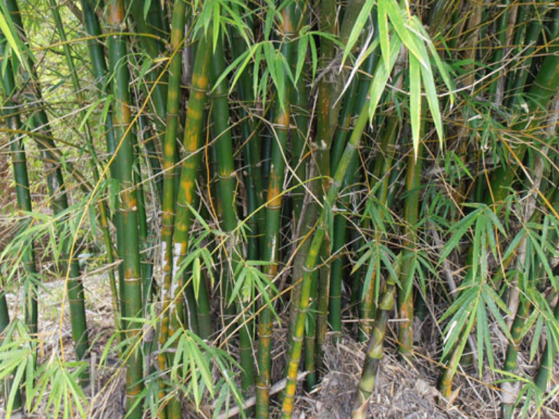 Common bamboo