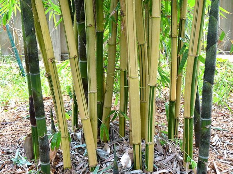 Yin Yang bamboo