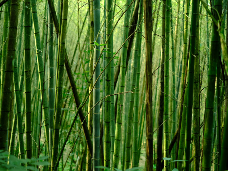 Bamboo plants