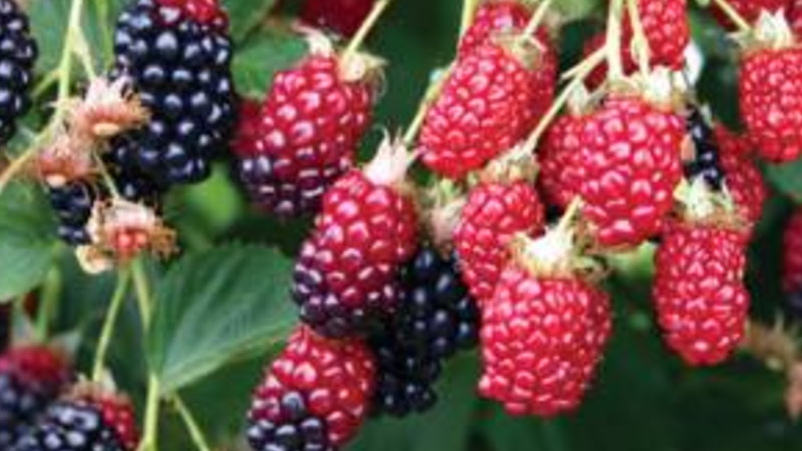 types of blackberries