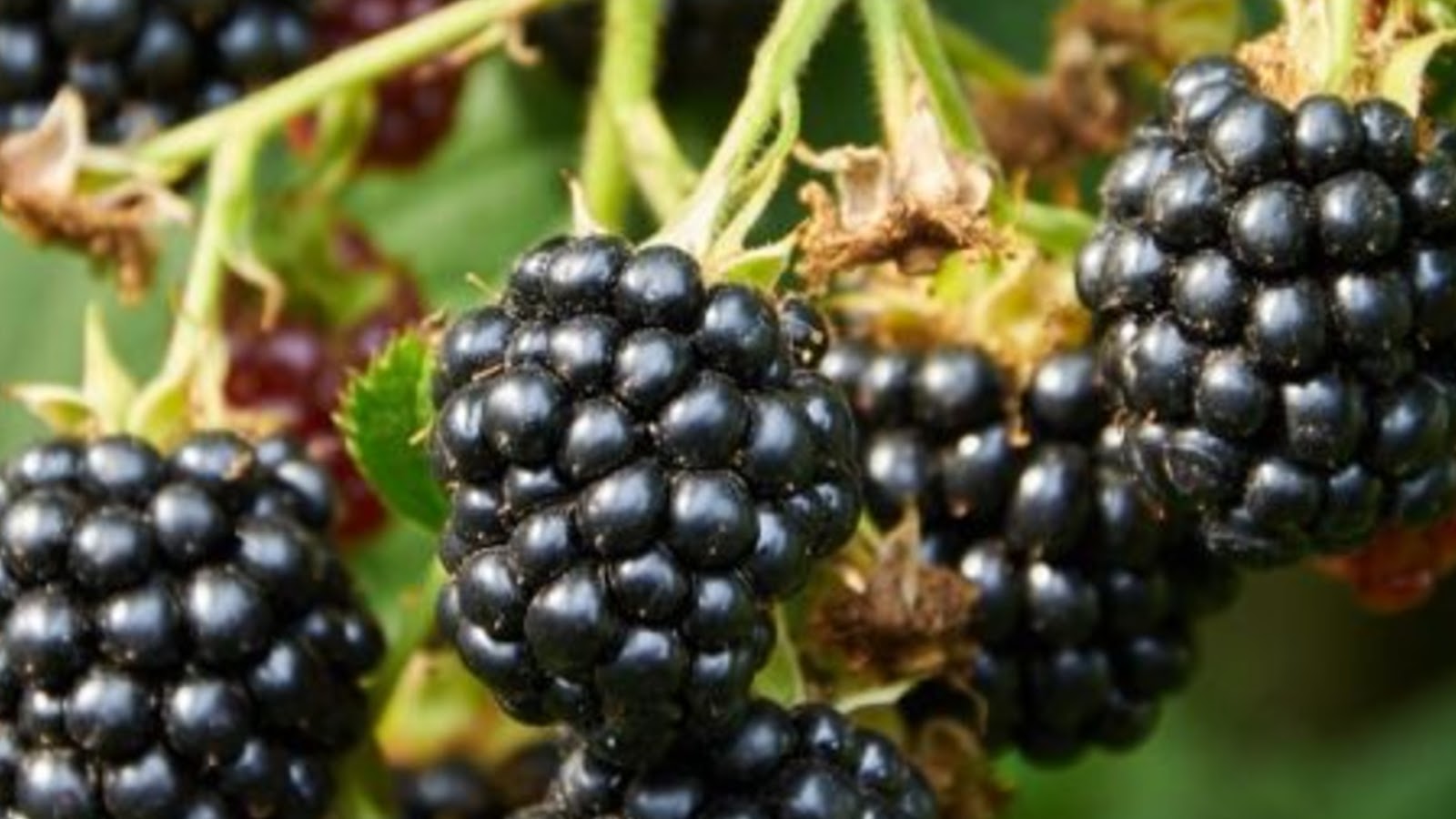 types of blackberries