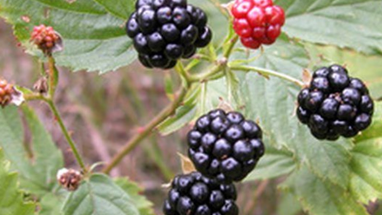 types of blackberries