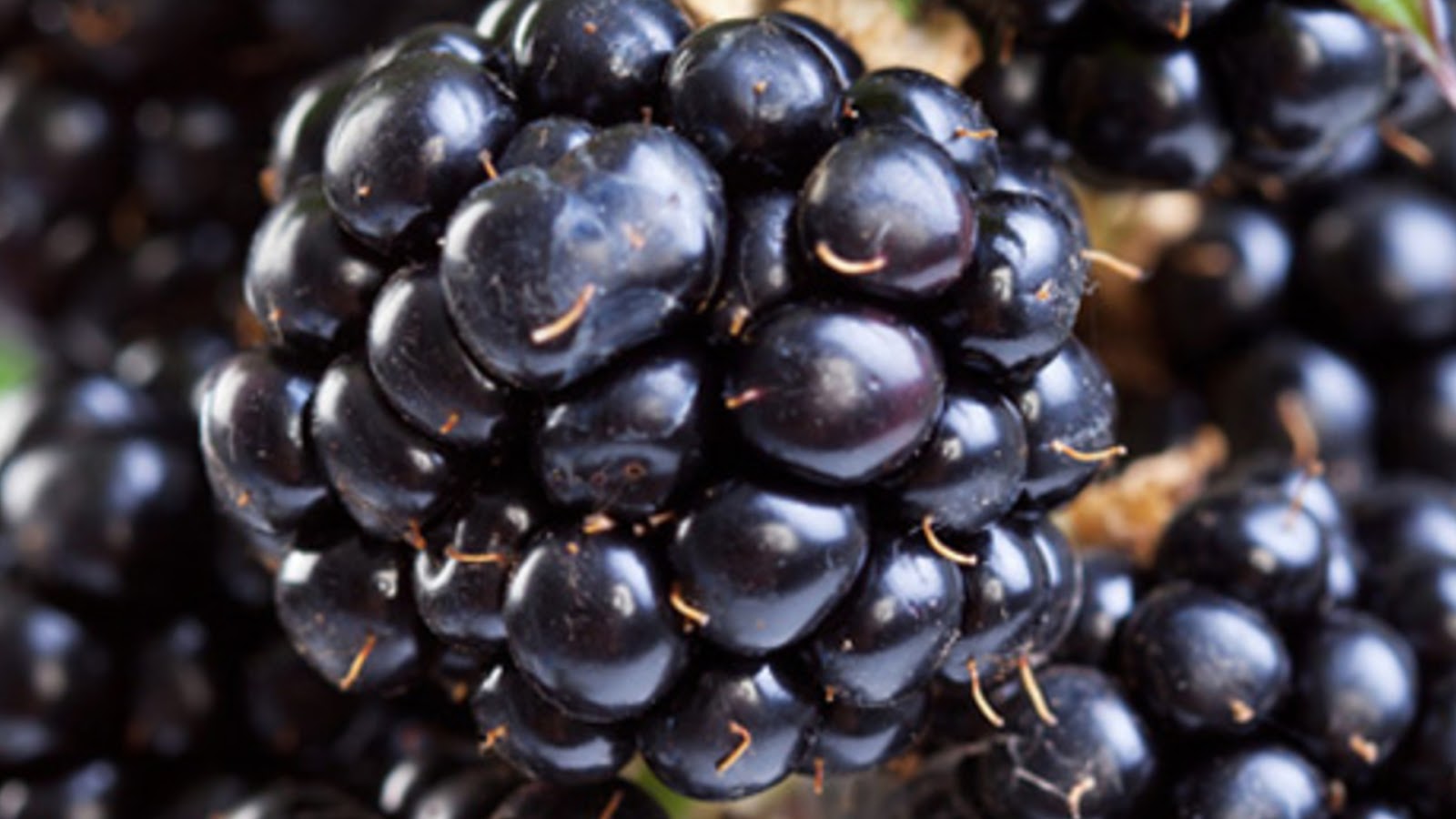 types of blackberries