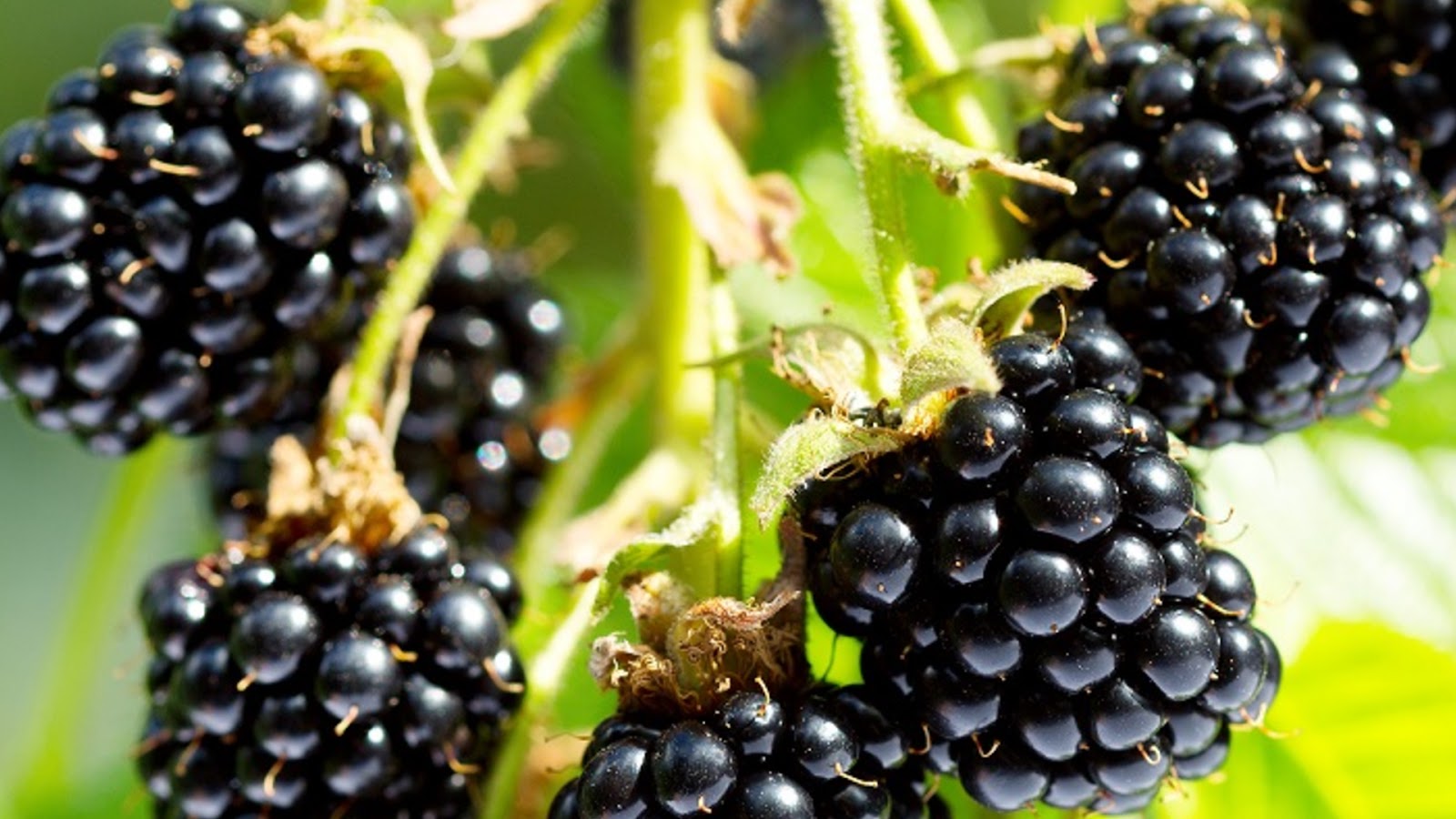 types of blackberries