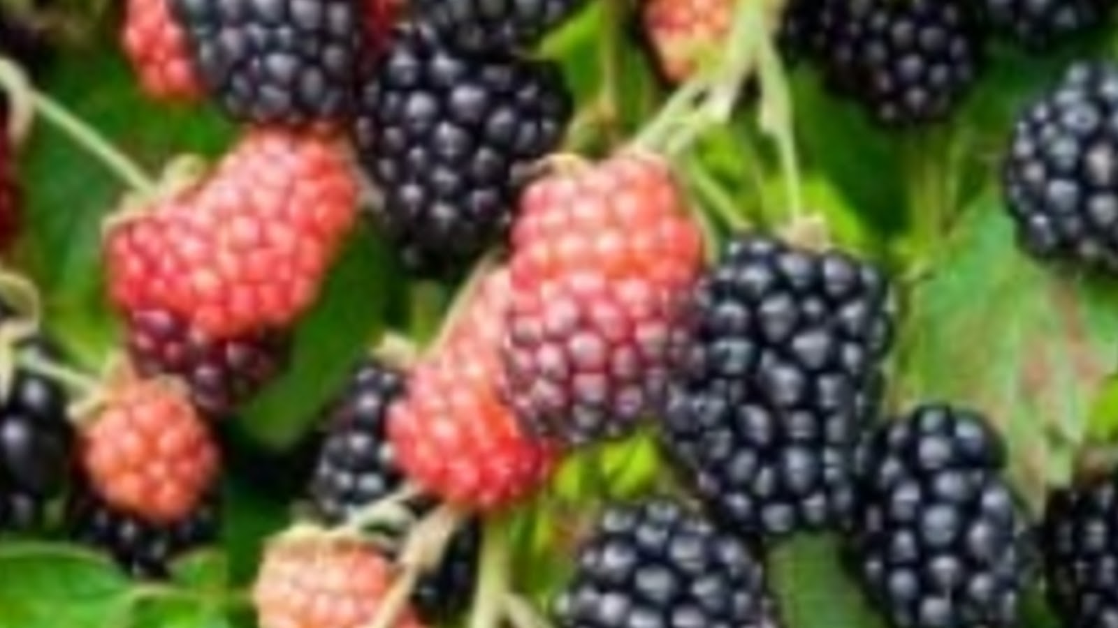 types of blackberries