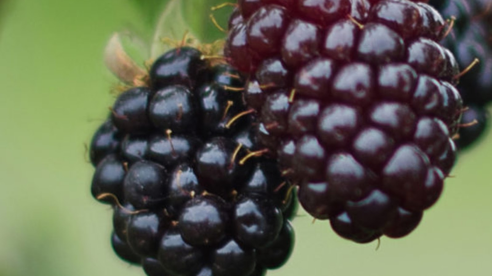 types of blackberries