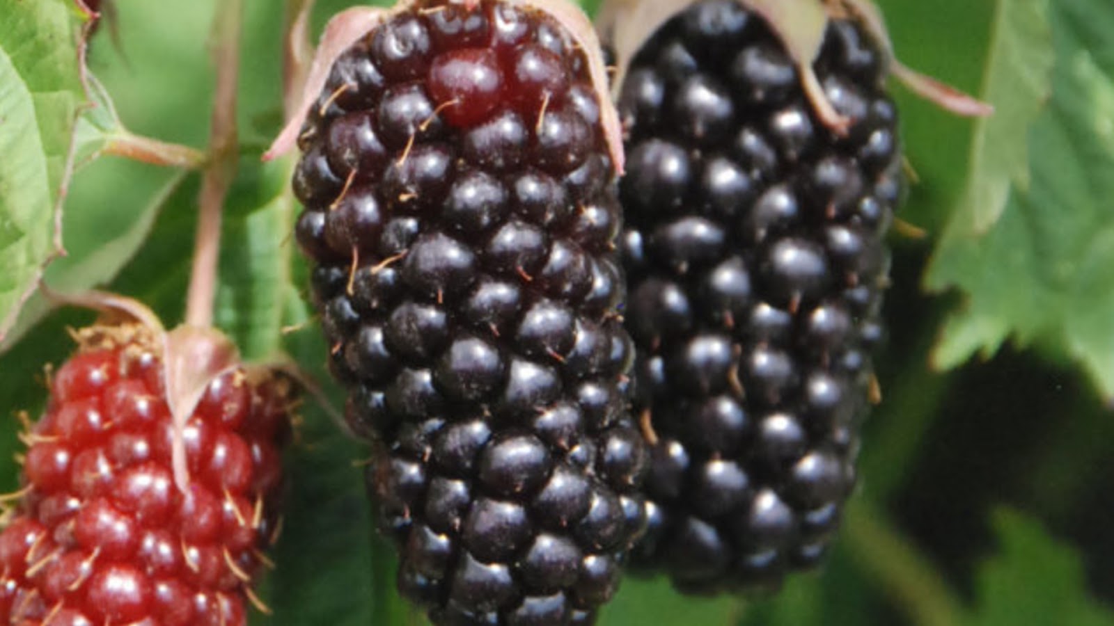 types of blackberries