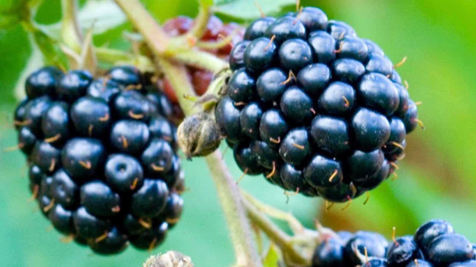 types of blackberries