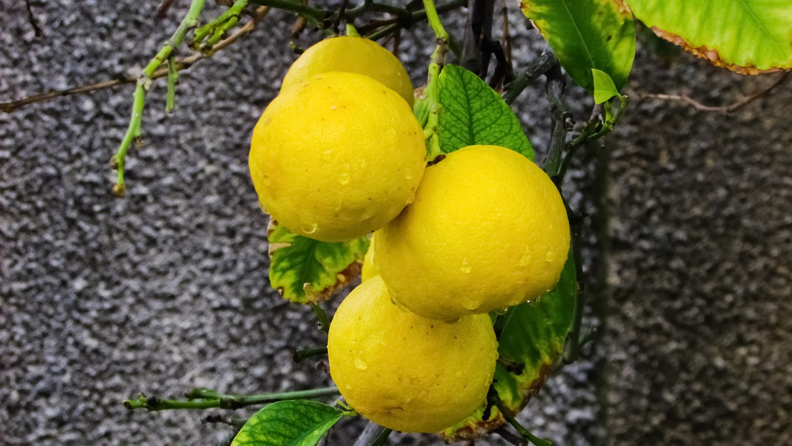 types of limes