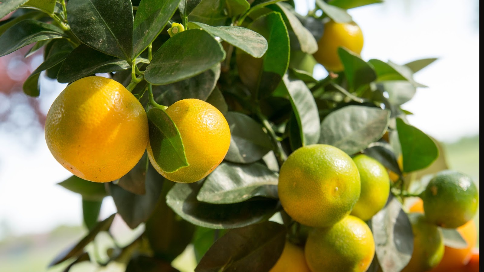 types of limes