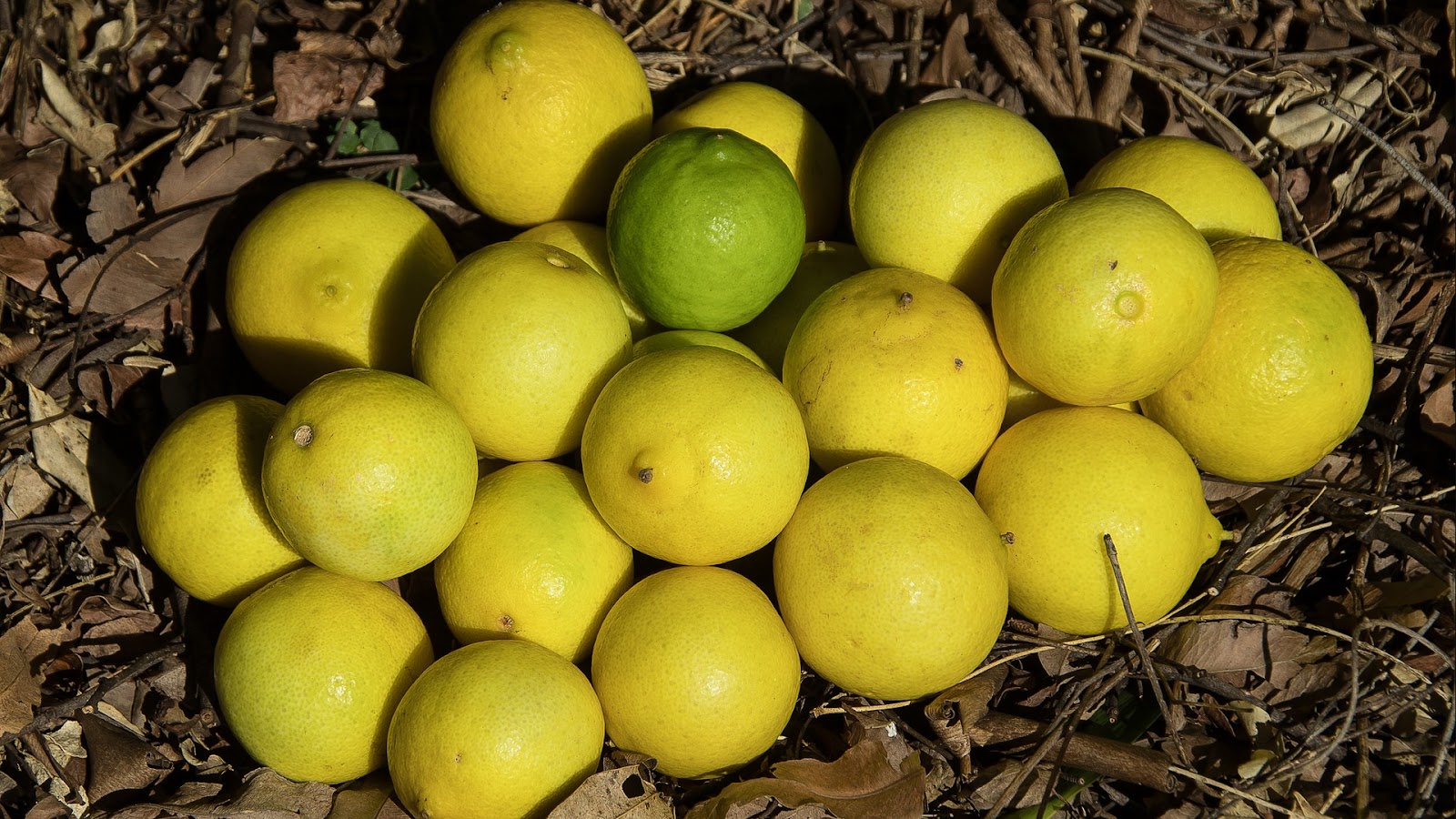 types of limes