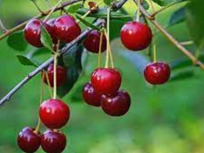 types of cherries