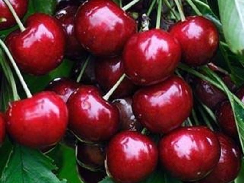 types of cherries