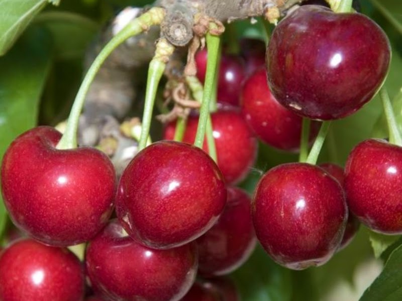 types of cherries