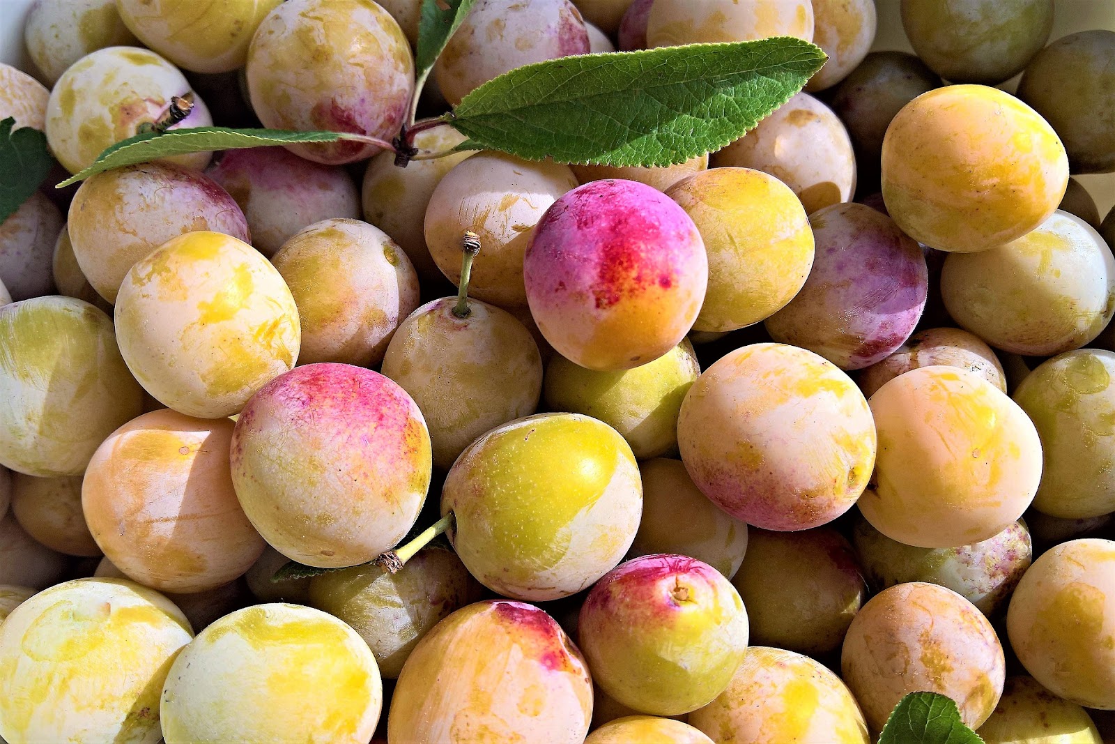 types of plums