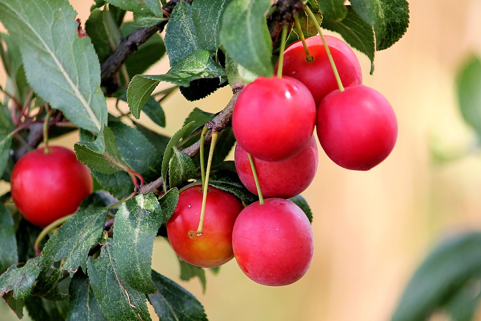 types of plums