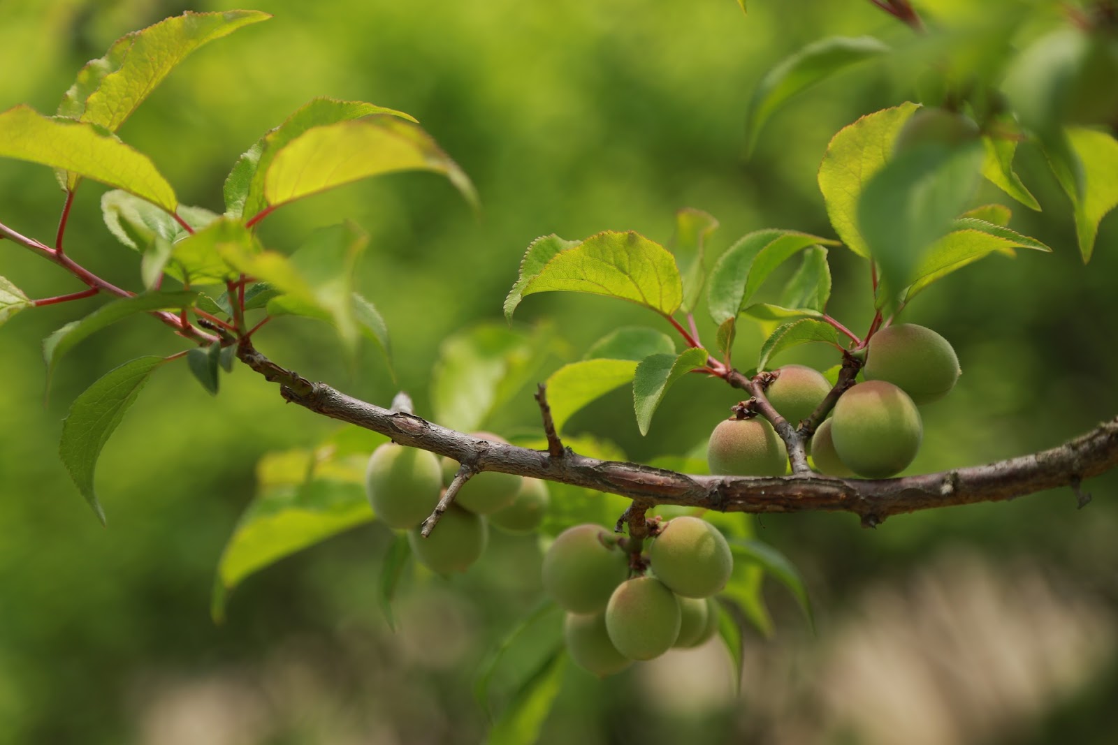 types of plums