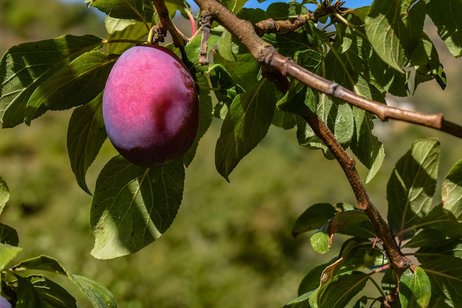 types of plums