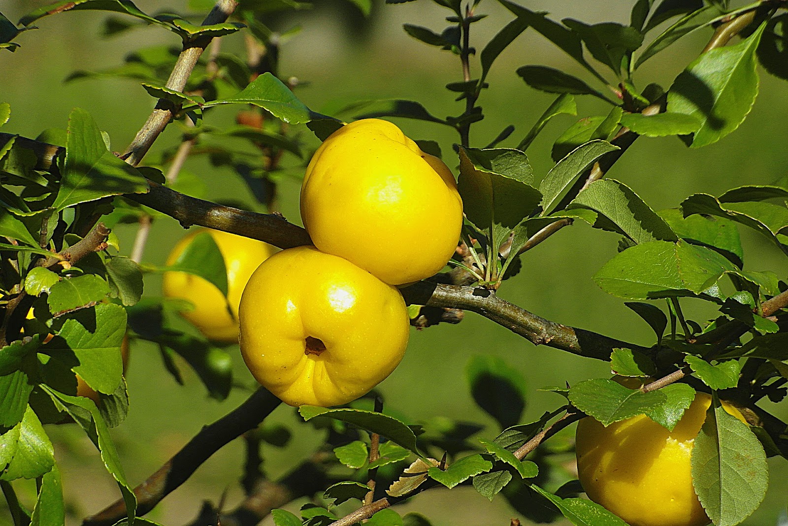 types of plums