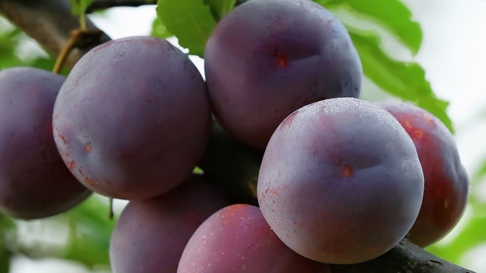 15 Different Types of Plums with Images