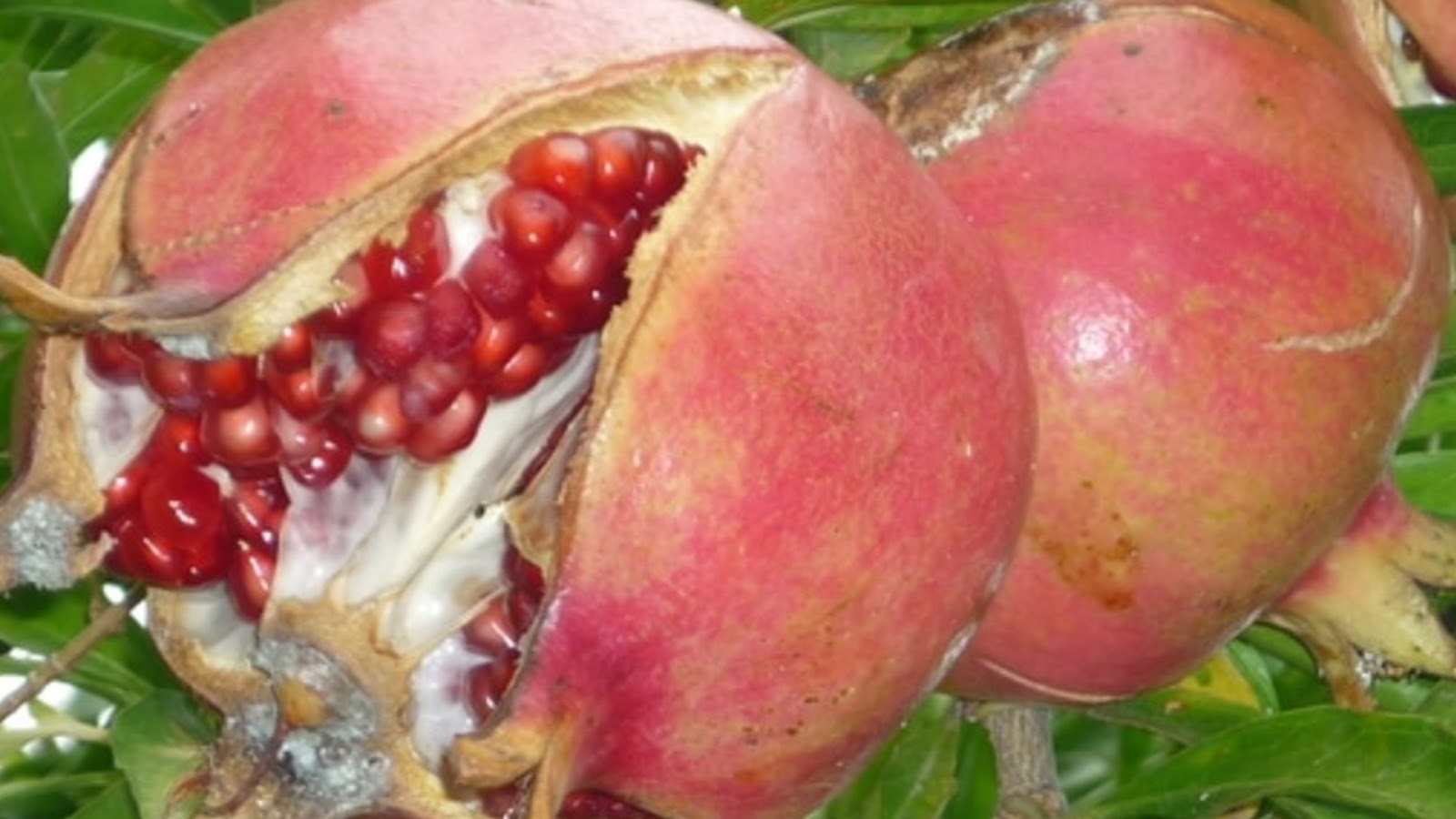 types of pomegranate