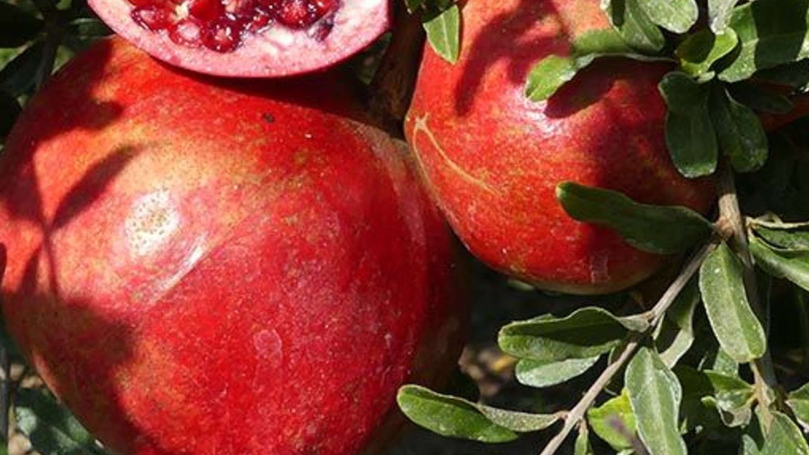 types of pomegranate