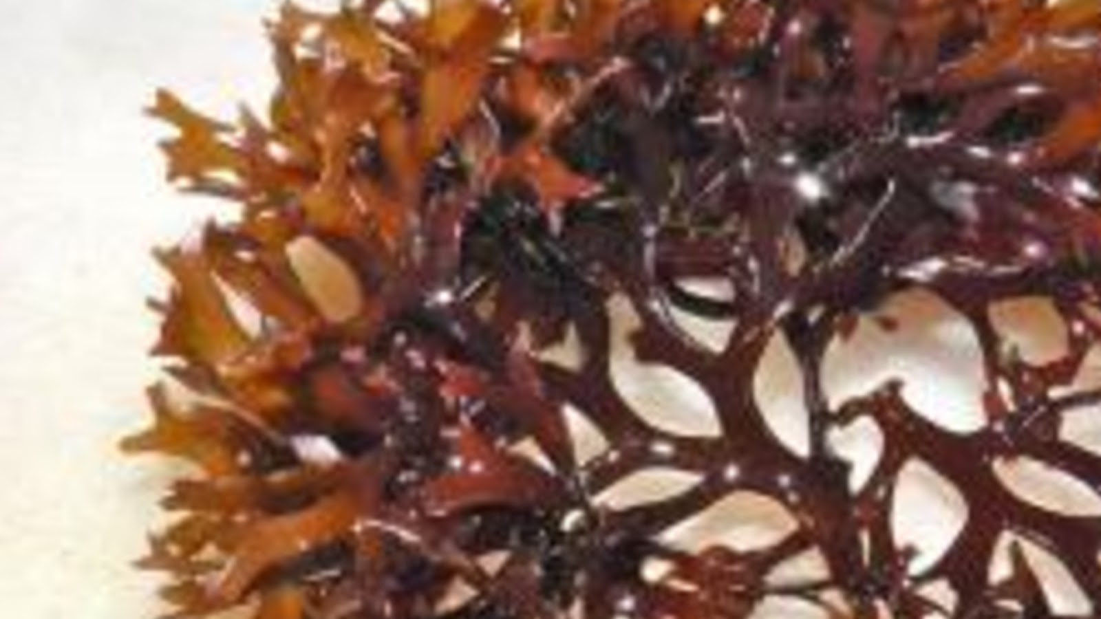 types of edible seaweed