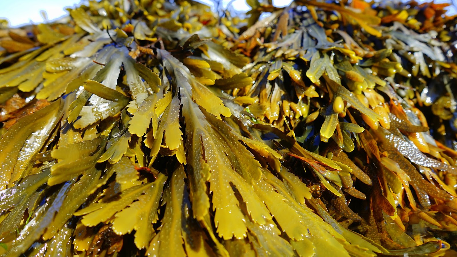 types of edible seaweed