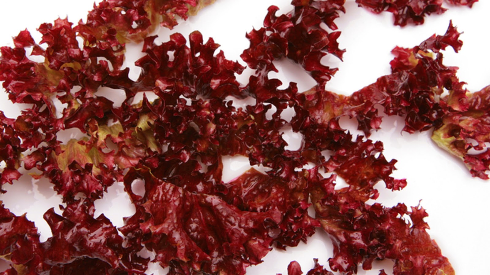 Edible on sale red algae