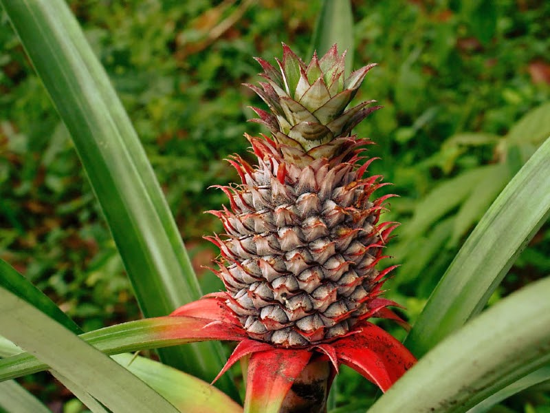 types of pineapple