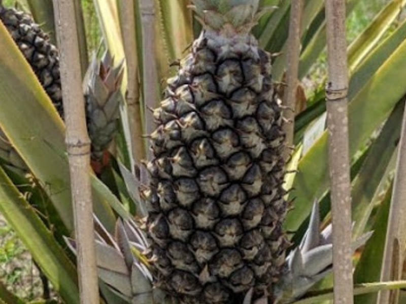 types of pineapple