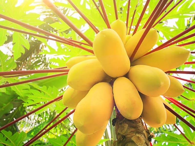 types of papaya