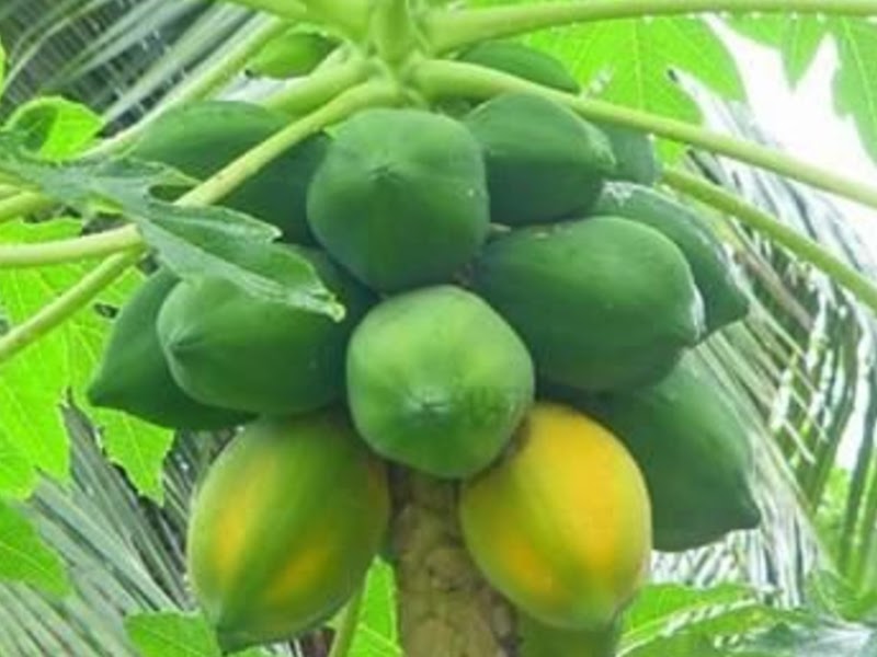 types of papaya