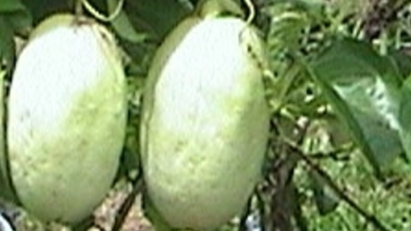 passion fruit plant varieties