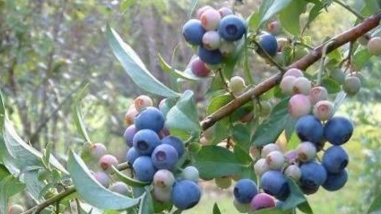 types of blueberries