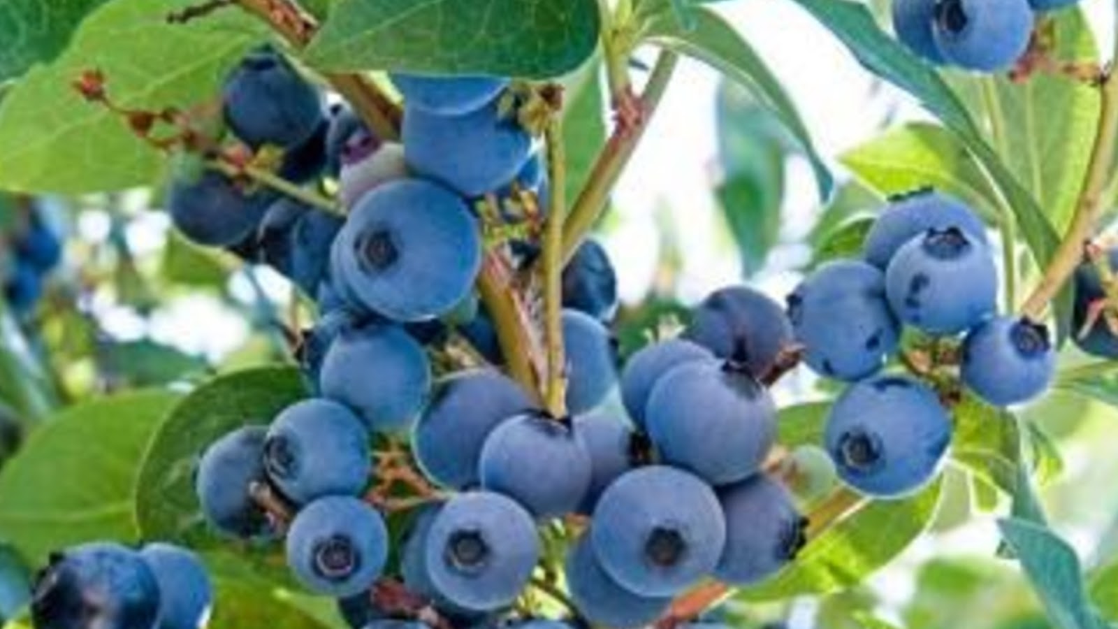 types of blueberries