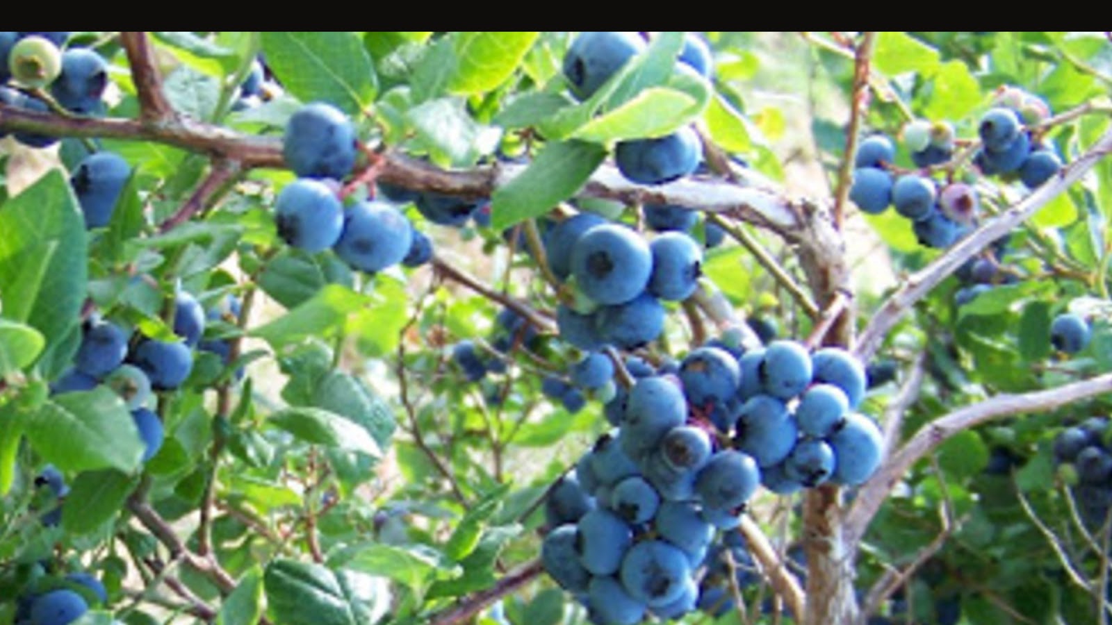 types of blueberries