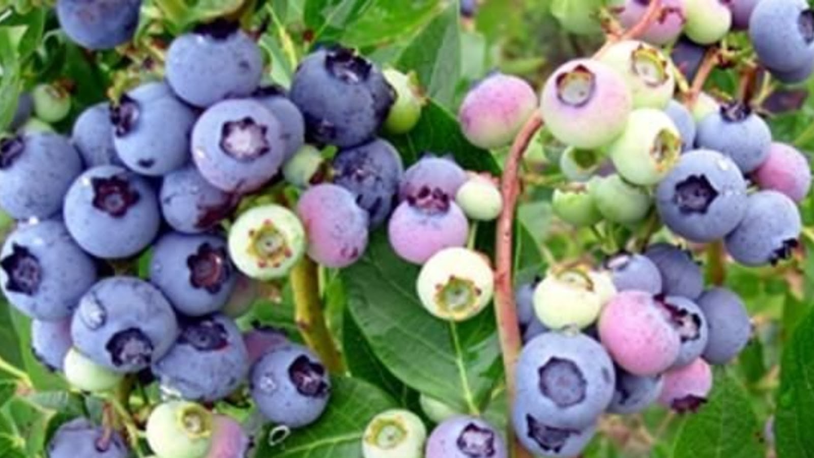 types of blueberries