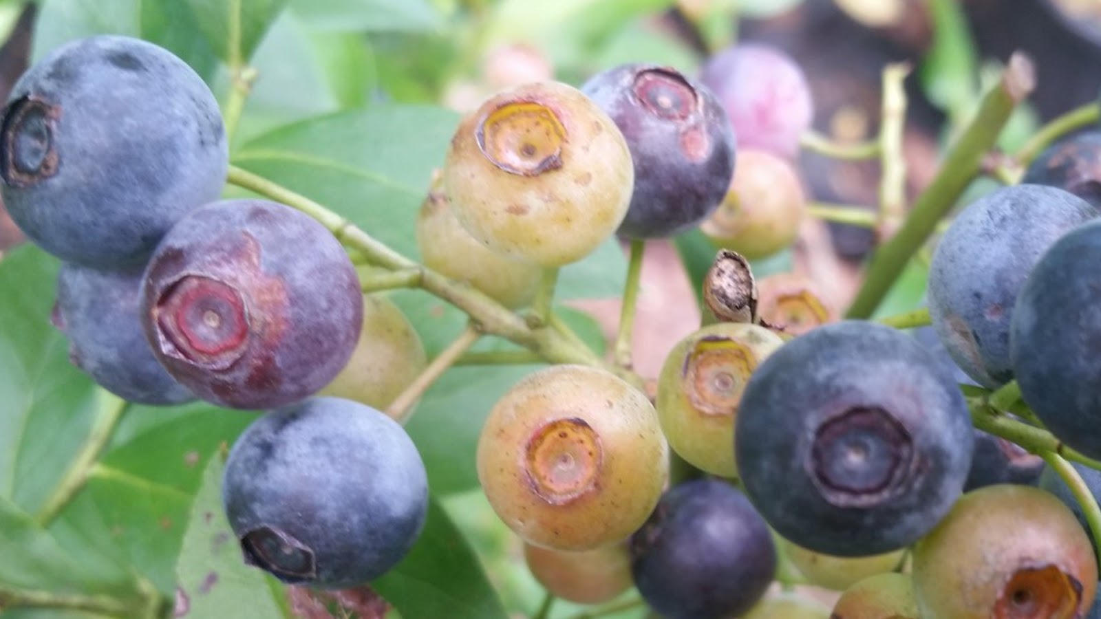 types of blueberries