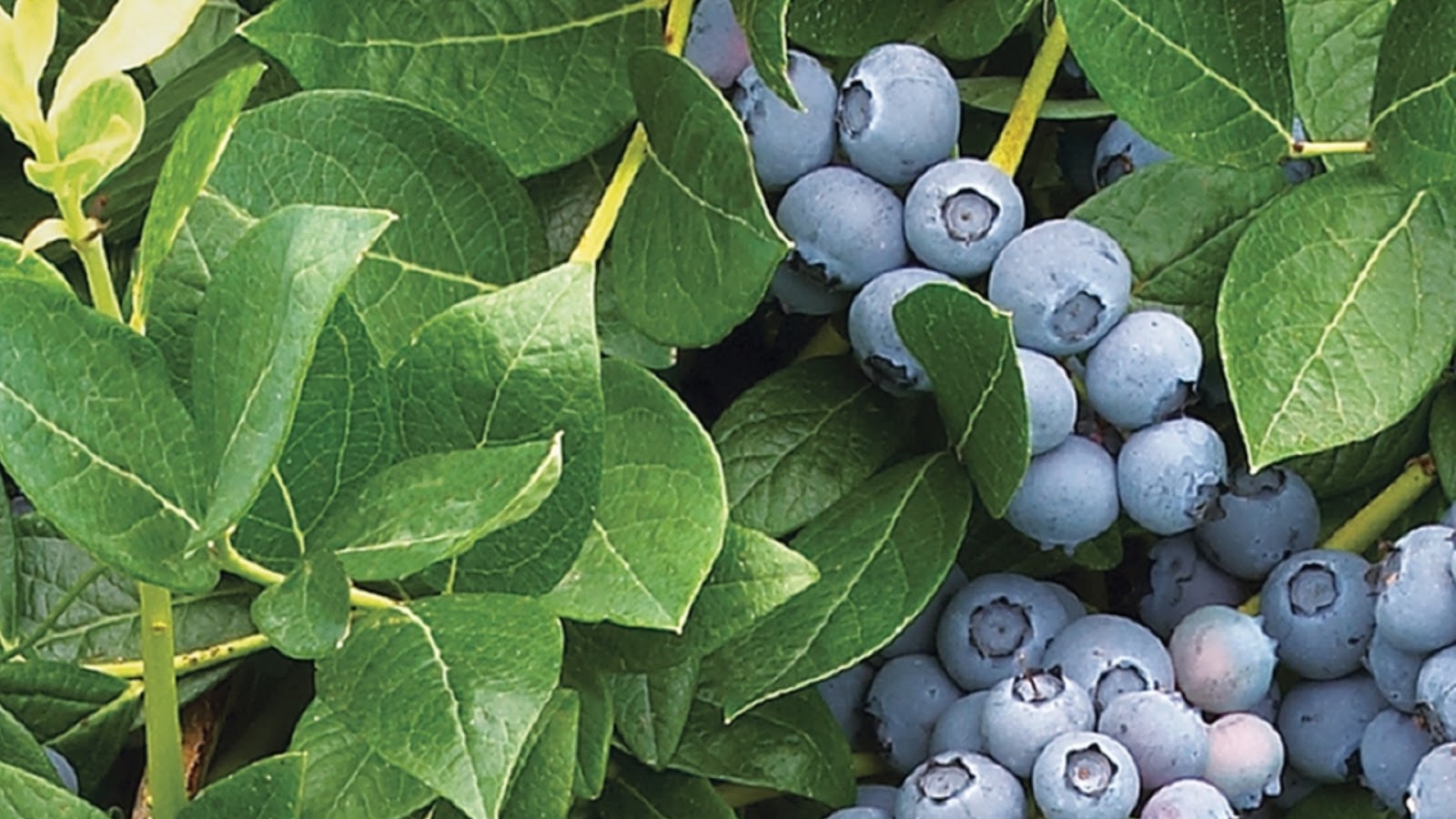 types of blueberries