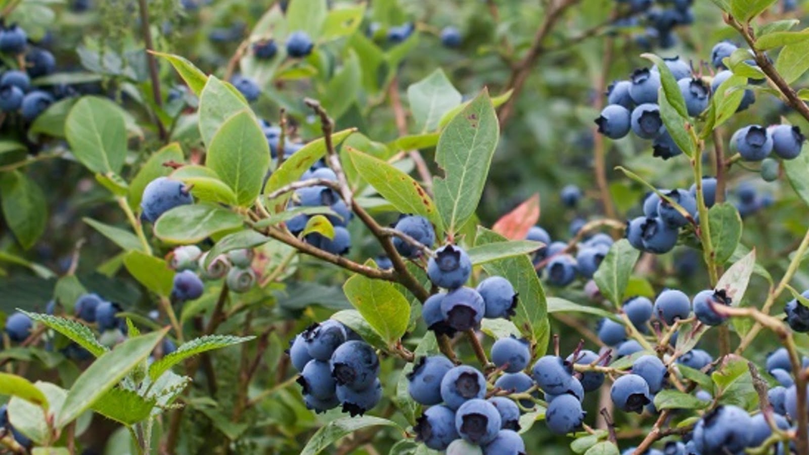 types of blueberries