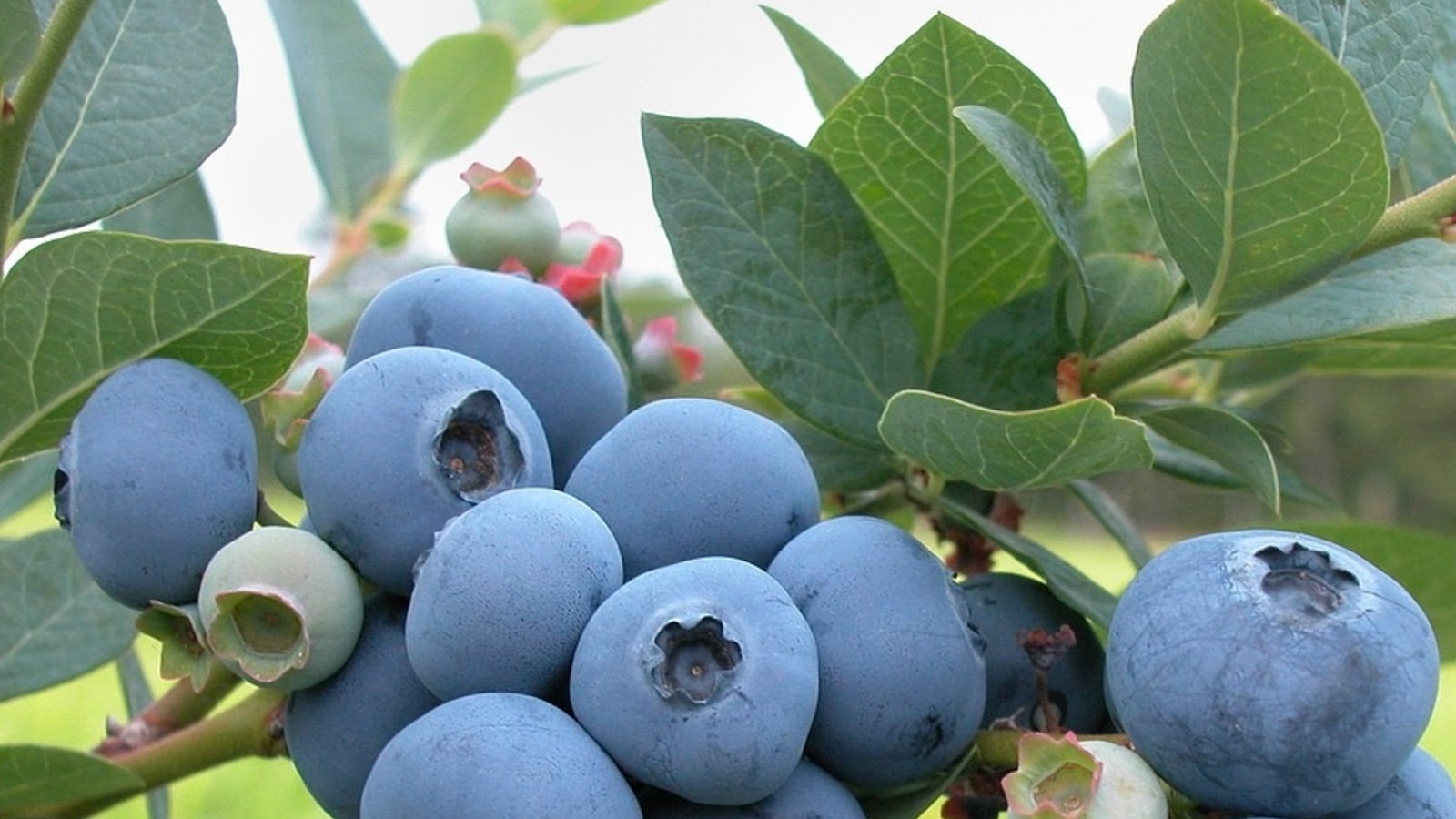 types of blueberries