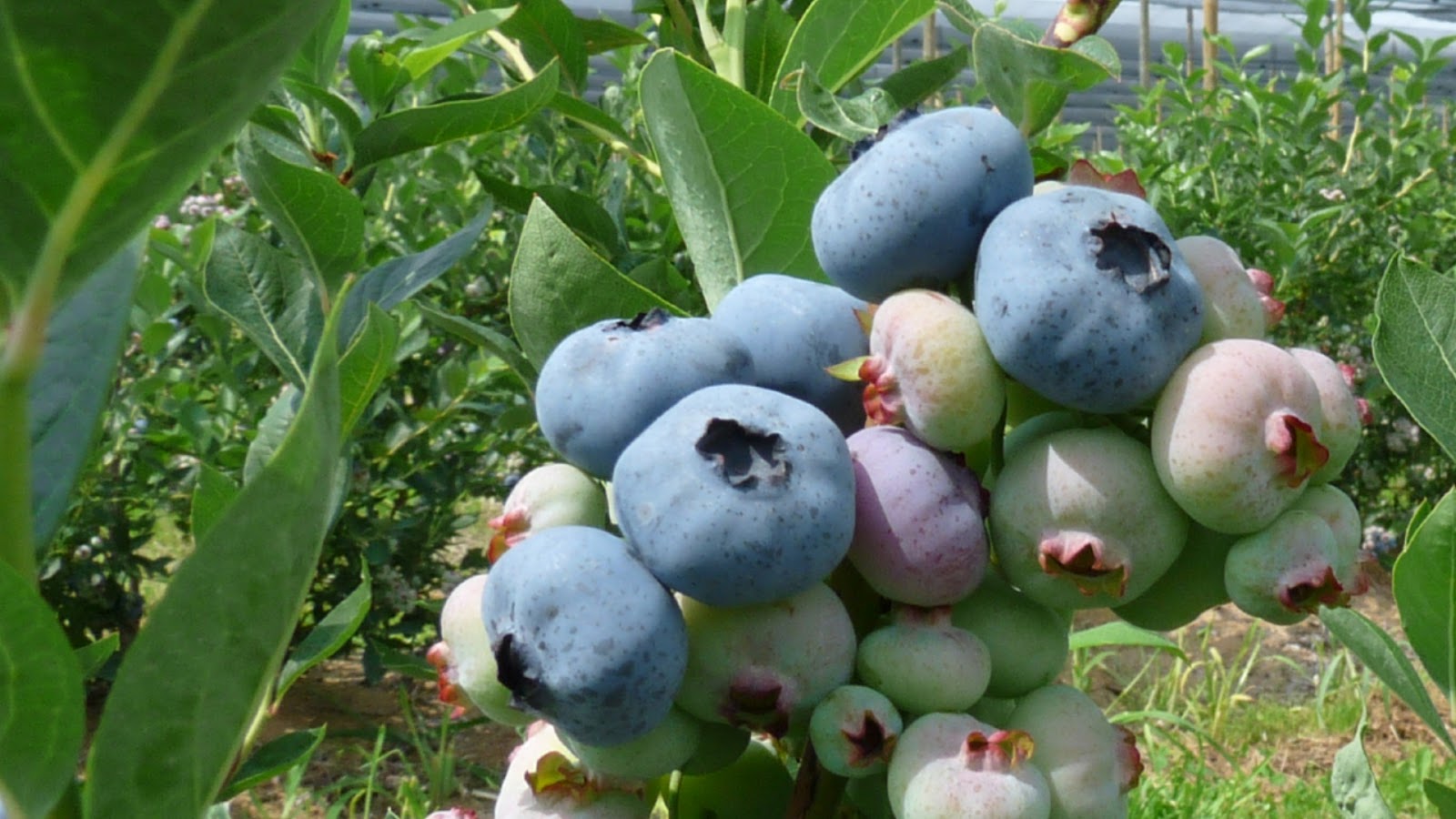 types of blueberries